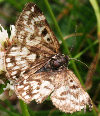 Falena ma quale? Euclidia (callistege) mi, Erebidae